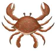 Large Orange Crab Metal Wall Art by Shoeless Joe 50cm